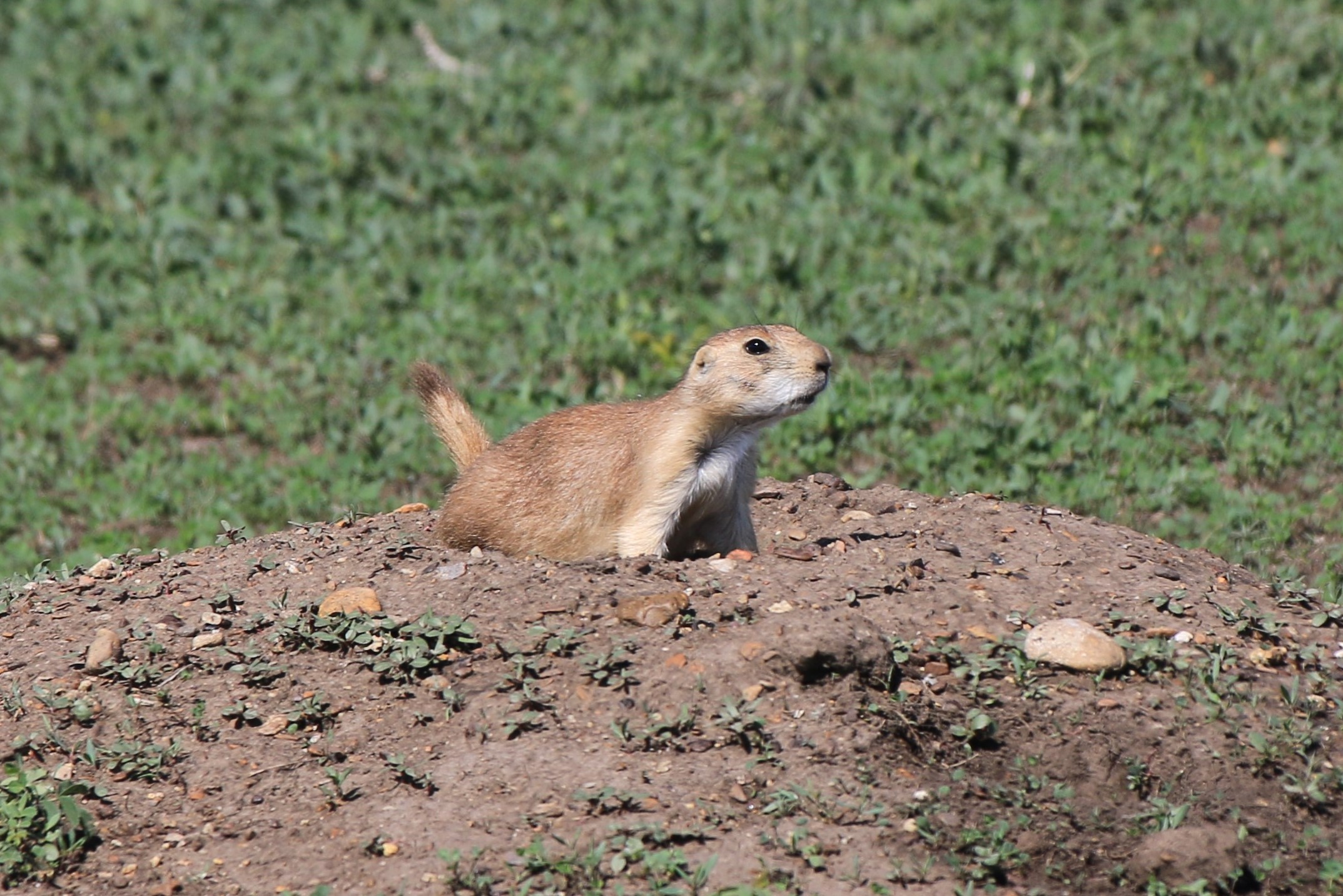 Theodore Roosevelt NP